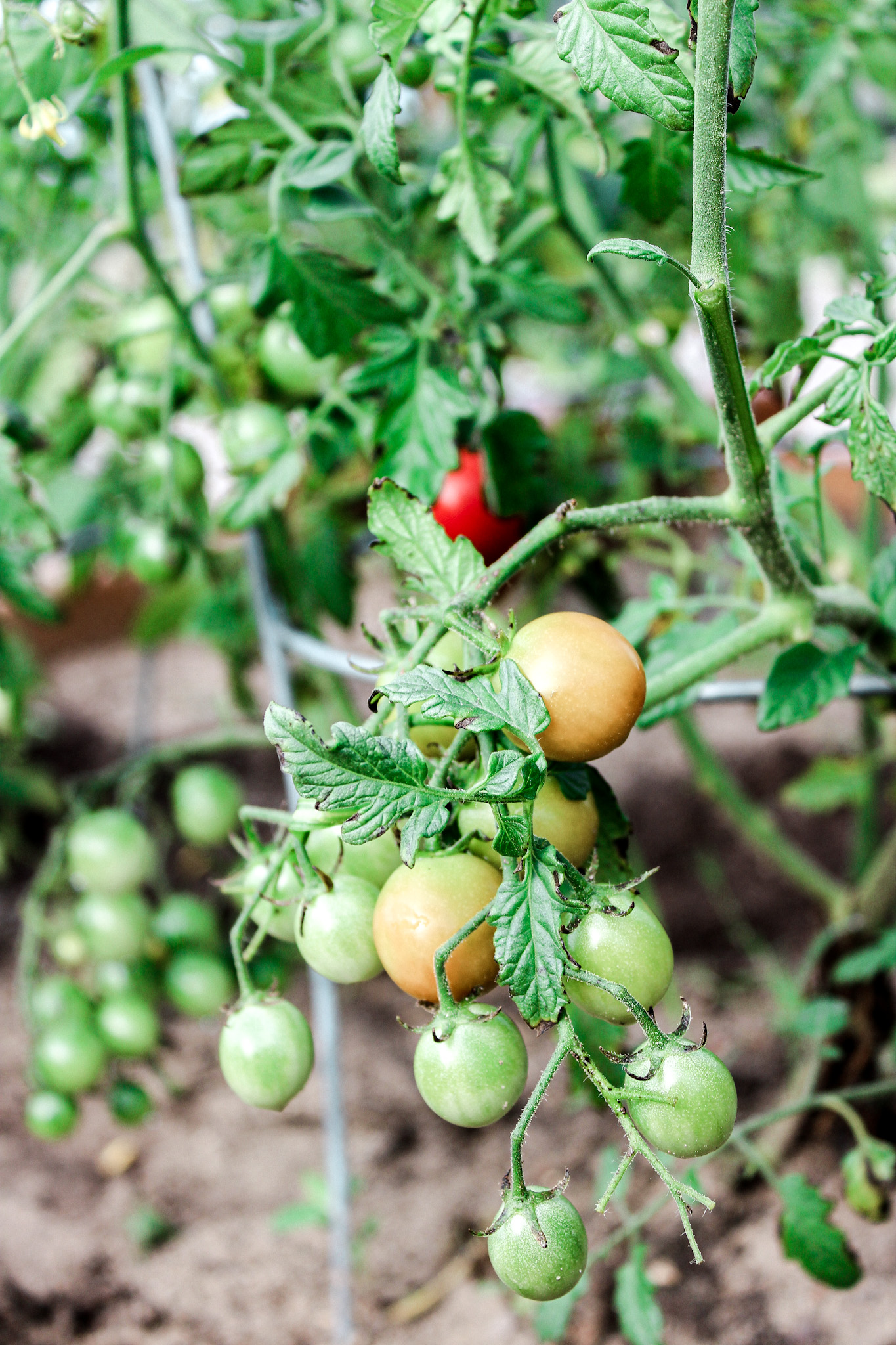 Garden Beds Tomatoes