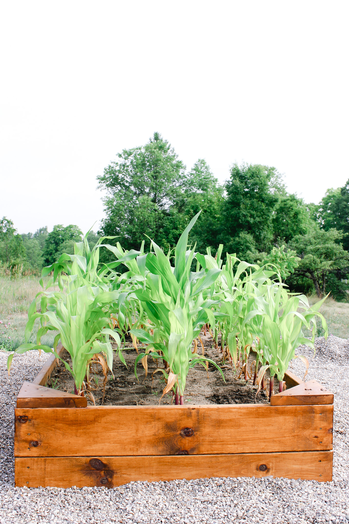 how to grow a garden in raised beds